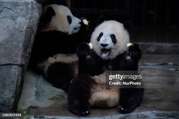 Giant pandas Yu Ke and Yu Ai eat an apple at Chongqing Zoo in Chongqing, China, September 23, 2023.