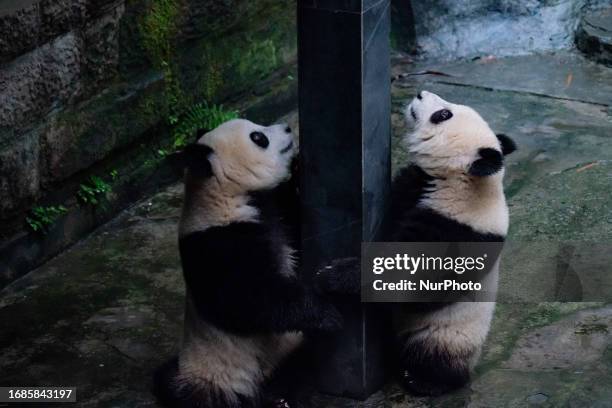 Giant pandas Yu Ke and Yu Ai play at Chongqing Zoo in Chongqing, China, September 23, 2023.