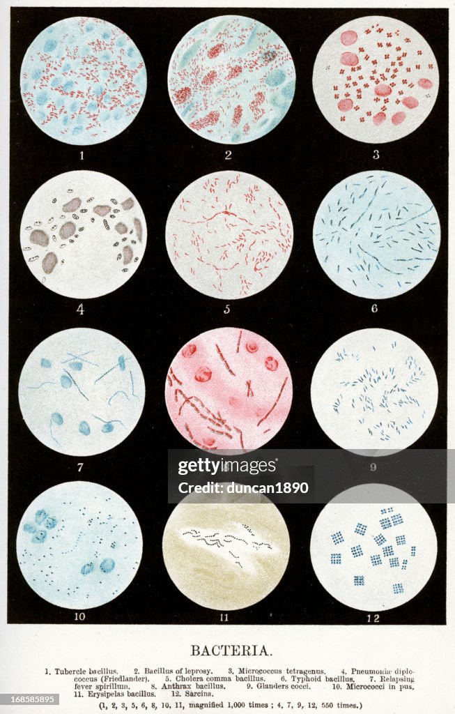 Bacteria
