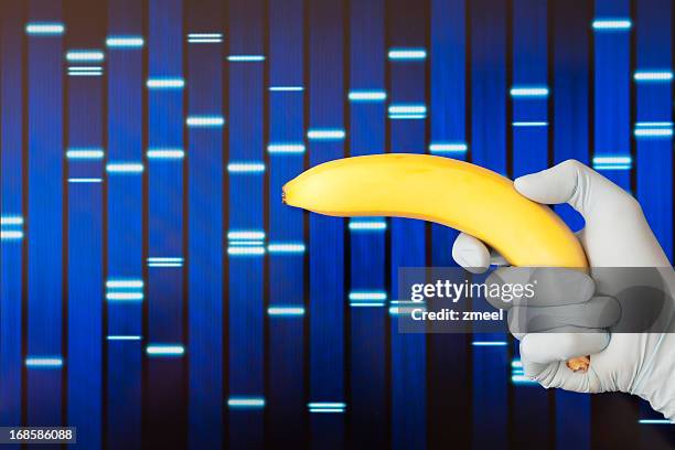 genetic modification - genetic screening stock pictures, royalty-free photos & images