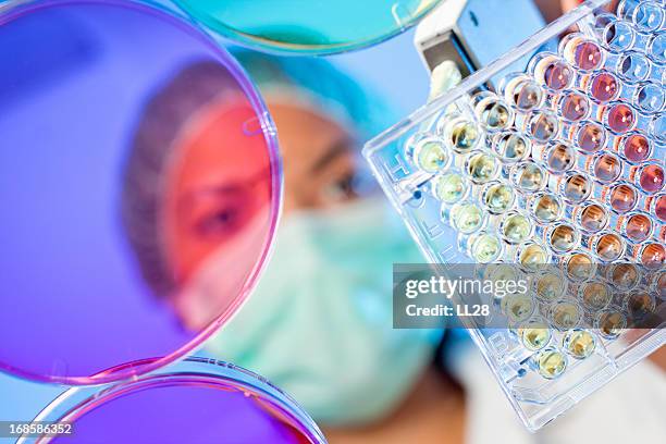 research in a medical lab - petri dish stock pictures, royalty-free photos & images