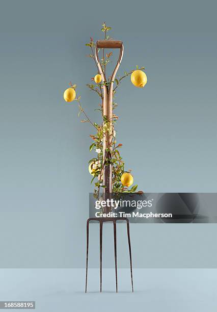 lemon plant growing around garden fork - gardening fork stock pictures, royalty-free photos & images