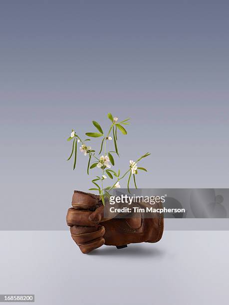 green bean plant growing from a garden glove - 園芸用手袋 ストックフォトと画像