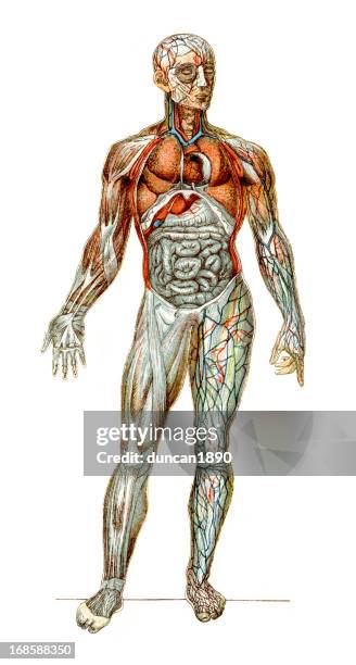 the human body - vintage circulatory system stock illustrations