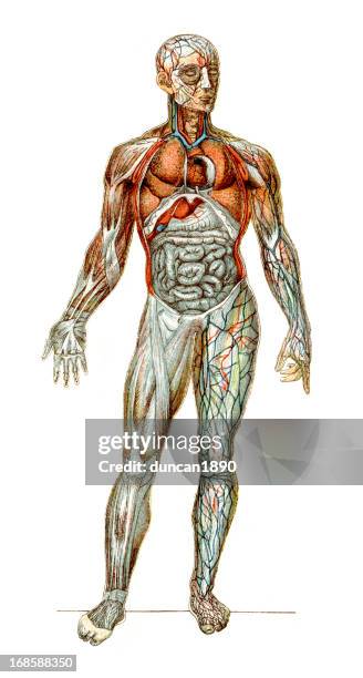 the human body - cardiovascular system diagram stock illustrations