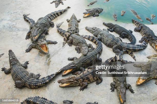 high angle view of group of crocodiles at farm - not happy in a group stock pictures, royalty-free photos & images