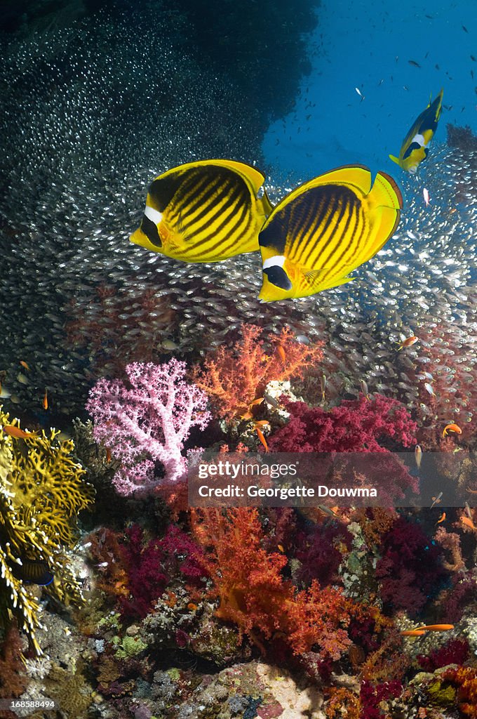 Coral reef scenery