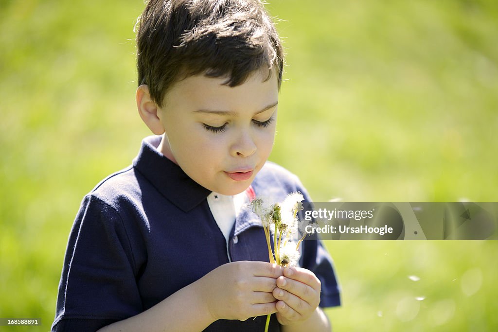 Dandelion fluff