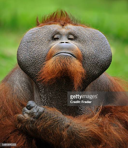 who is the boss? - orang utan stock pictures, royalty-free photos & images