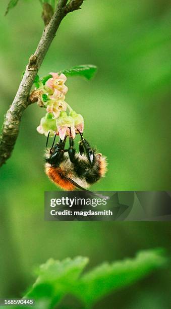 bee pollinating flor a grosella negra - magdasmith fotografías e imágenes de stock