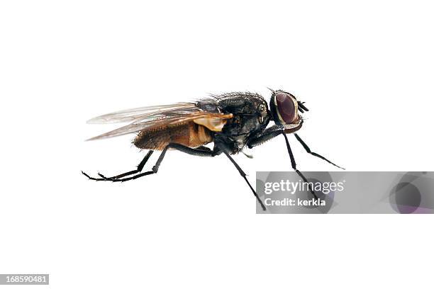 house fly - housefly stock pictures, royalty-free photos & images