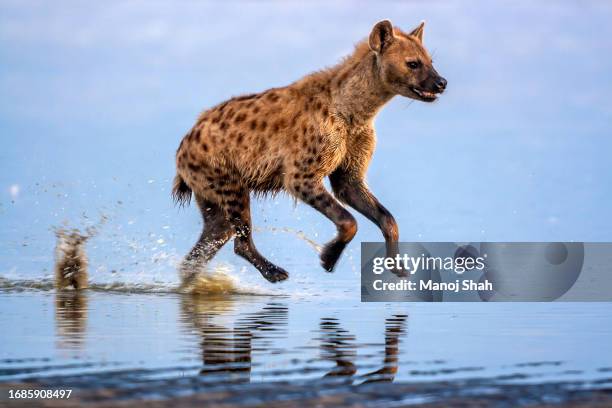 spotted hyena hunting flamingos in lake nakuru national park, kenya - see lake nakuru stock-fotos und bilder