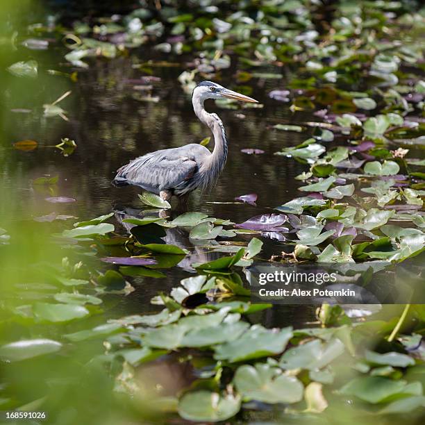 great blue heron in everglades - gray heron stock pictures, royalty-free photos & images
