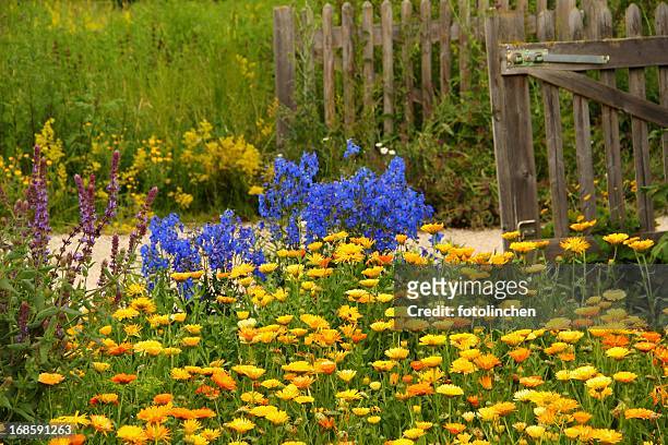 calendula officinalis blossoms - pot marigold stock pictures, royalty-free photos & images