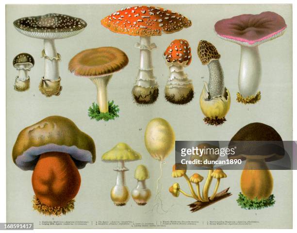 bildbanksillustrationer, clip art samt tecknat material och ikoner med piosonous fungi - giftsvamp