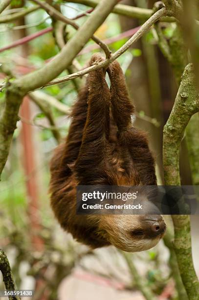 sloth - luiheid stockfoto's en -beelden