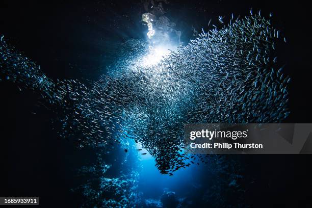 sunlight shining through large school of small bait fish swimming murmuration through a dark ocean cave - bait ball stock pictures, royalty-free photos & images