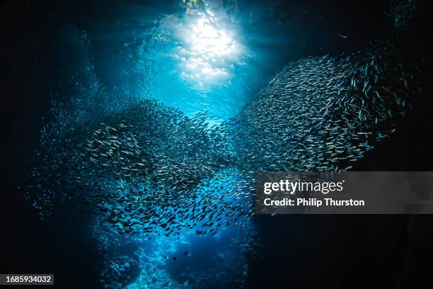 Murmur Fish 1,397 Murmuration Stock Photos, High-Res Pictures, and Images - Getty ...