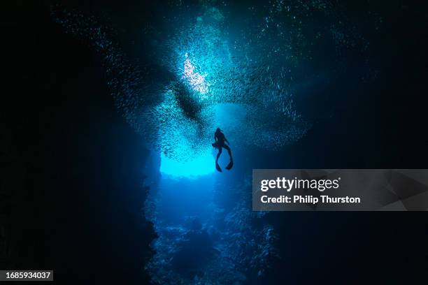 Murmur Fish 31 Fish Murmuration Stock Photos, High-Res Pictures, and Images - Getty ...