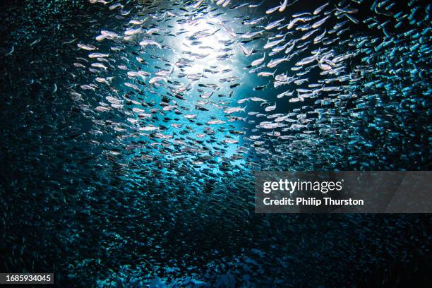 Murmur Fish 31 Fish Murmuration Stock Photos, High-Res Pictures, and Images - Getty ...
