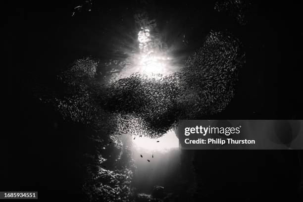 Murmur Fish 31 Fish Murmuration Stock Photos, High-Res Pictures, and Images - Getty ...