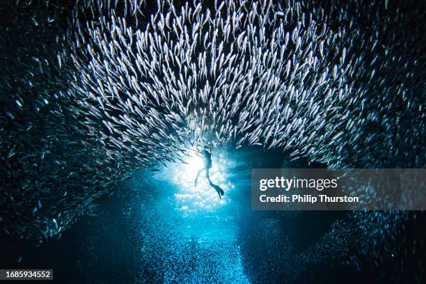 Murmur Fish 31 Fish Murmuration Stock Photos, High-Res Pictures, and Images - Getty ...