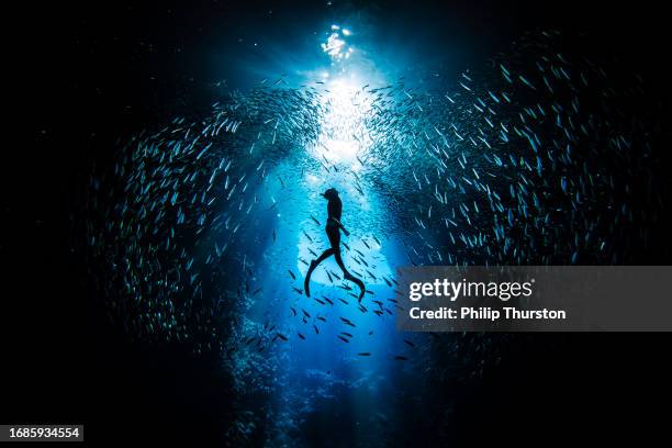 Murmur Fish 31 Fish Murmuration Stock Photos, High-Res Pictures, and Images - Getty ...