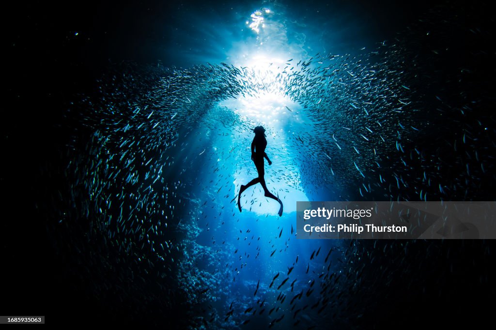 Buzo libre nadando a través de un gran banco de peces cebo nadando en murmuración en una cueva oscura del océano