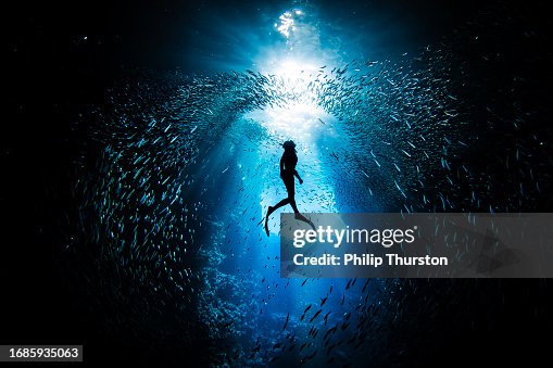 Buzo libre nadando a través de un gran banco de peces cebo nadando en murmuración en una cueva oscura del océano Buzo libre nadando a través de un gran banco de peces cebo nadando en murmuración en una cueva oscura del océano