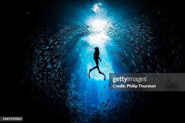 plongeur libre nageant à travers un grand banc de poissons-appâts nageant dans un murmure dans une grotte sombre de l’océan - banc de poissons photos et images de collection