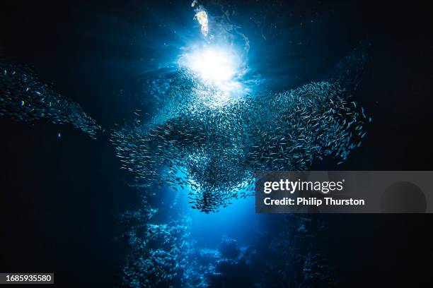 Murmur Fish 31 Fish Murmuration Stock Photos, High-Res Pictures, and Images - Getty ...