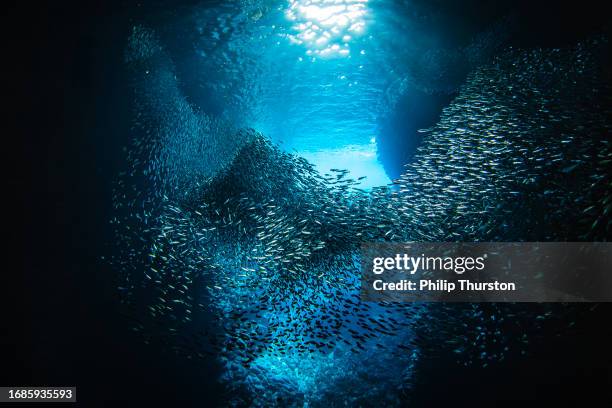 Murmur Fish 31 Fish Murmuration Stock Photos, High-Res Pictures, and Images - Getty ...
