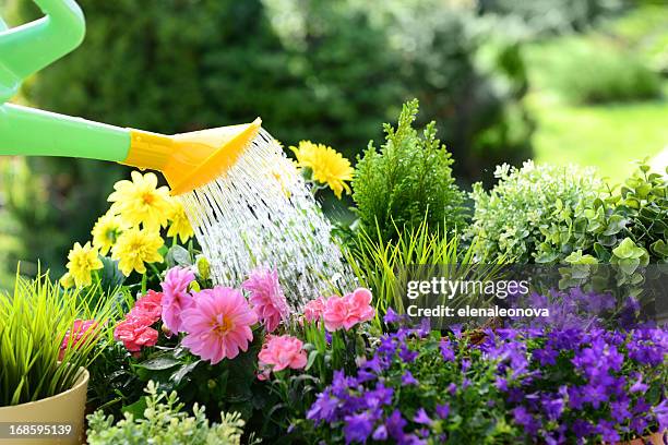 la jardinería - regar fotografías e imágenes de stock