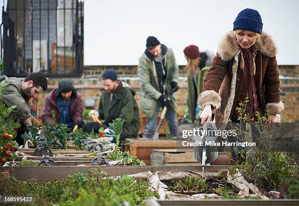 woman in roof garden watering plants. - roof garden stock pictures, royalty-free photos & images