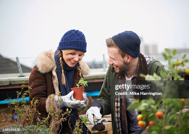 couple working in urban roof garden. - couple gardening stock pictures, royalty-free photos & images