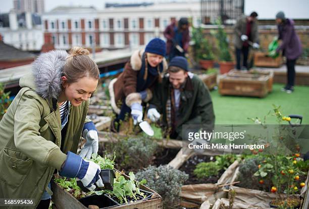 Young people working in urban roof garden.