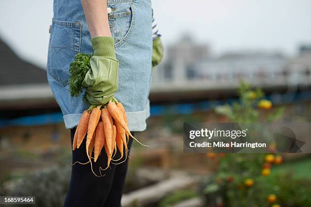 woman in roof garden holding carrots. - homegrown produce stock pictures, royalty-free photos & images