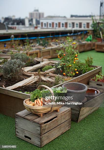 vegetables in a basket in urban roof garden. - roof garden stock pictures, royalty-free photos & images