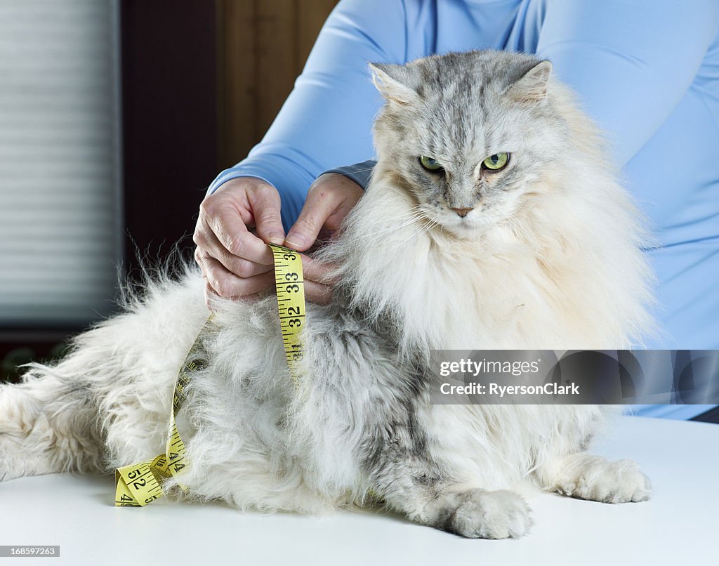 Gato Maine Coon de peso.