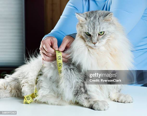 over weight maine coon cat. - overweight cat stock pictures, royalty-free photos & images