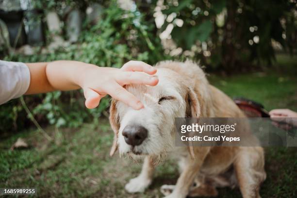 child stroking  pet - kind child stock pictures, royalty-free photos & images