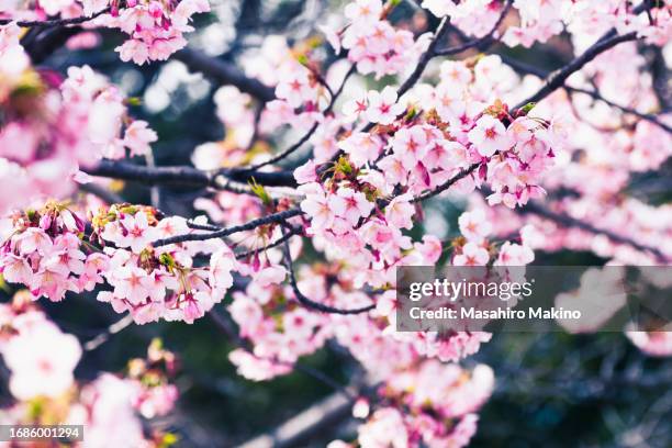 pink cherry blossoms - flower branch stock pictures, royalty-free photos & images