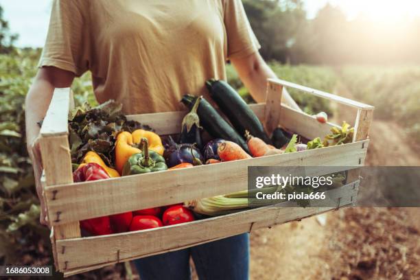 woman bringing fresh groceries box: agricultural activity - paprika stock pictures, royalty-free photos & images