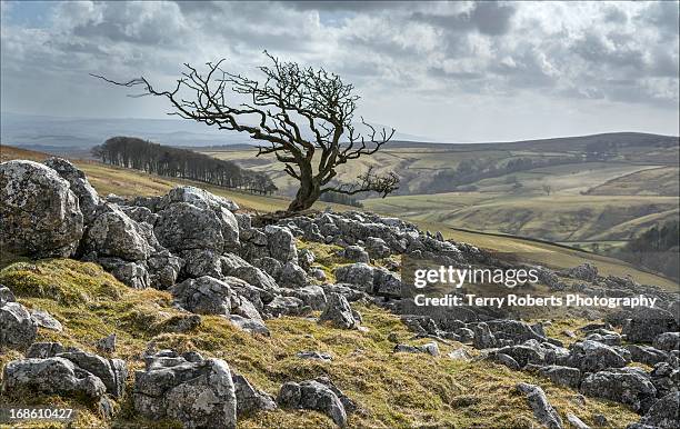 an april blast - norte de yorkshire imagens e fotografias de stock