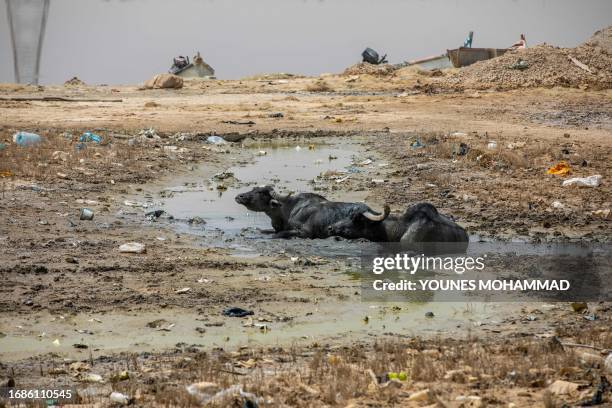 Basra, Iraq. Buffaloes in the suburbs of the city are cooling their bodies in the sewage water by the Shatt al-Arab river. Due to the salinity of the...