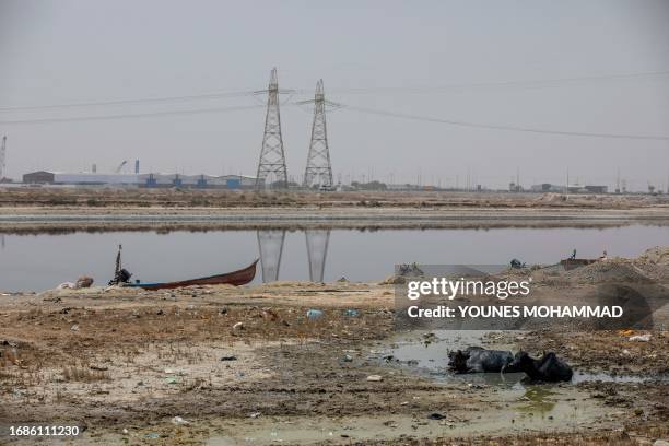 Basra, Iraq. Buffaloes in the suburbs of the city are cooling their bodies in the sewage water by the Shatt al-Arab river. Due to the salinity of the...