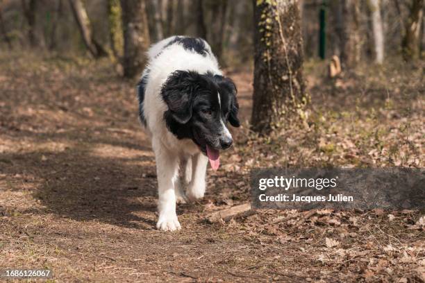 purebred landseer dog - newfoundlandshund bildbanksfoton och bilder