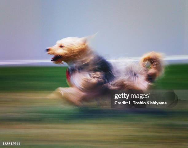 pepper pup moving like lightning - yorkshire terrier stock pictures, royalty-free photos & images
