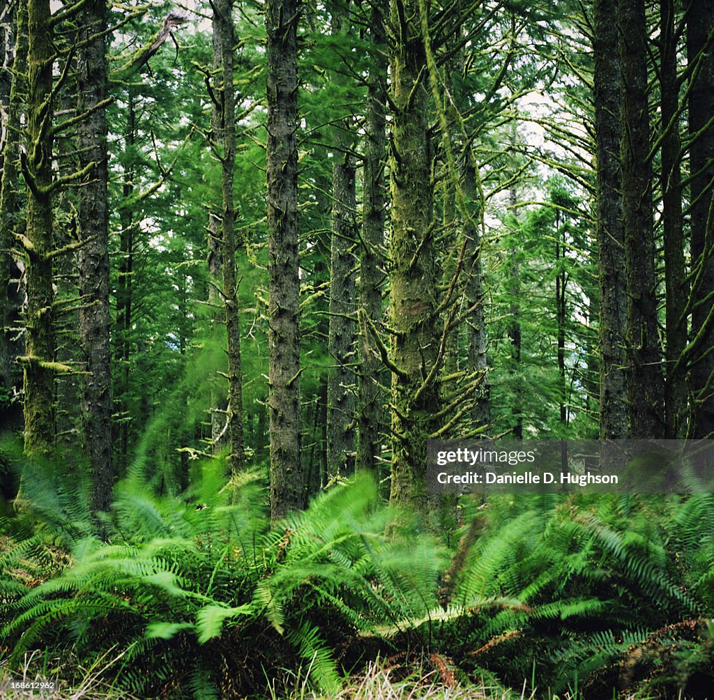 Waving Ferns in a Lush Forest