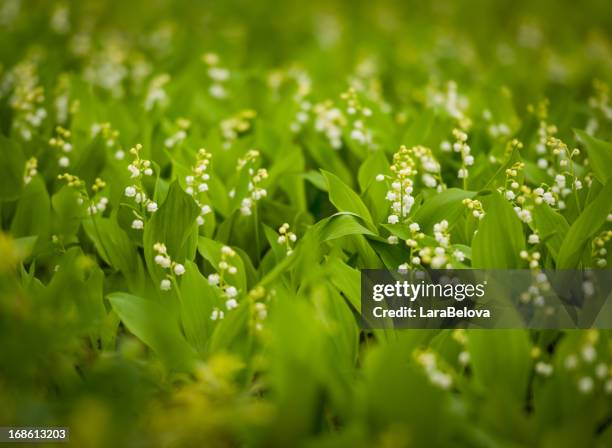 lily of the valley - lily of the valley stock pictures, royalty-free photos & images